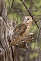 Barn Owl (captive)