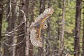 Barn Owl (captive)