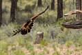 Harris�s Hawk (captive)