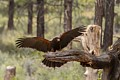 Harris�s Hawk (captive)