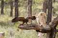 Harris�s Hawk (captive)
