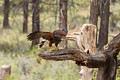 Harris�s Hawk (captive)