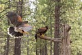 Harris� Hawks (captive)
