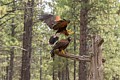 Harris� Hawks (captive)