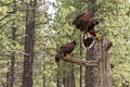 Harris� Hawks (captive)