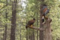 Harris� Hawks (captive)