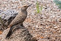 Northern Flicker