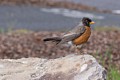 American Robin