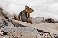 Golden Mantled Ground Squirrel