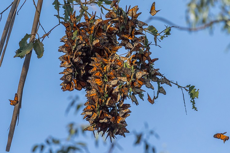 Monarch Butterflies