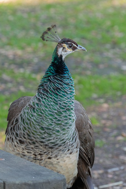 Peahen