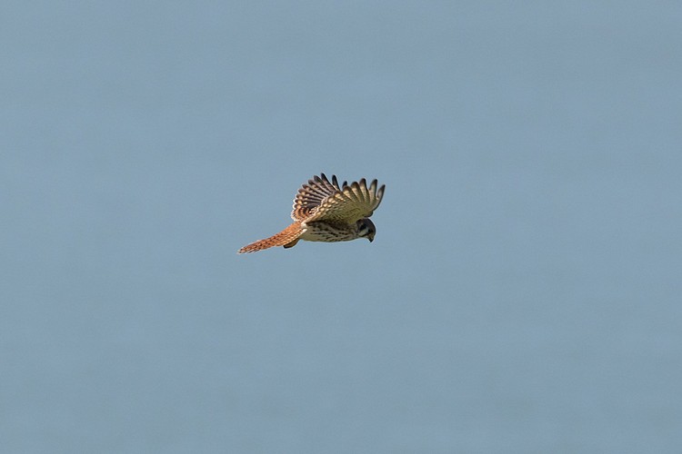 American Kestrel