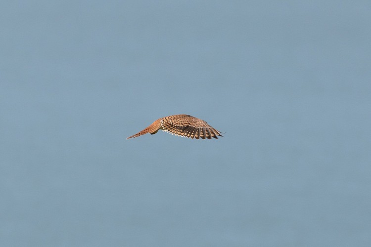 American Kestrel