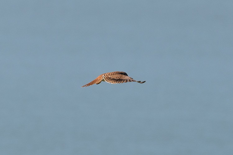 American Kestrel