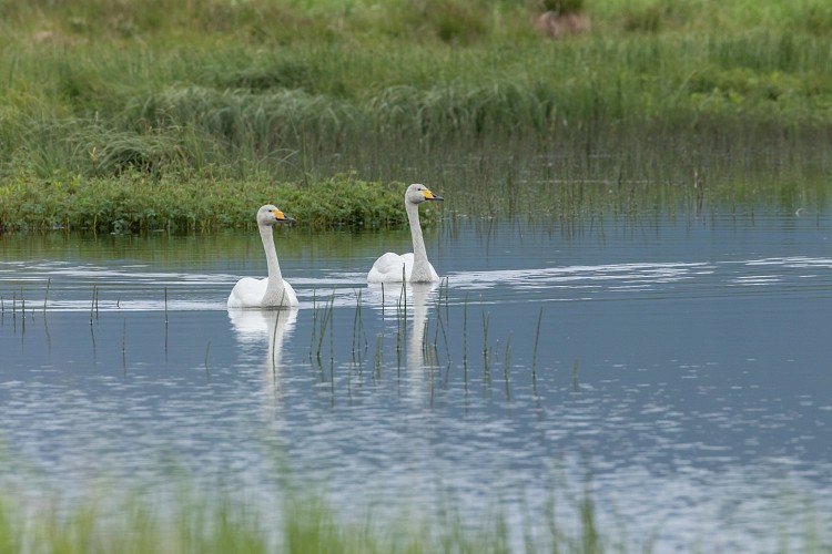 Tundra swans
