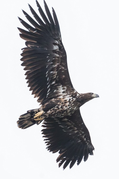 White-tailed (sea) Eagle