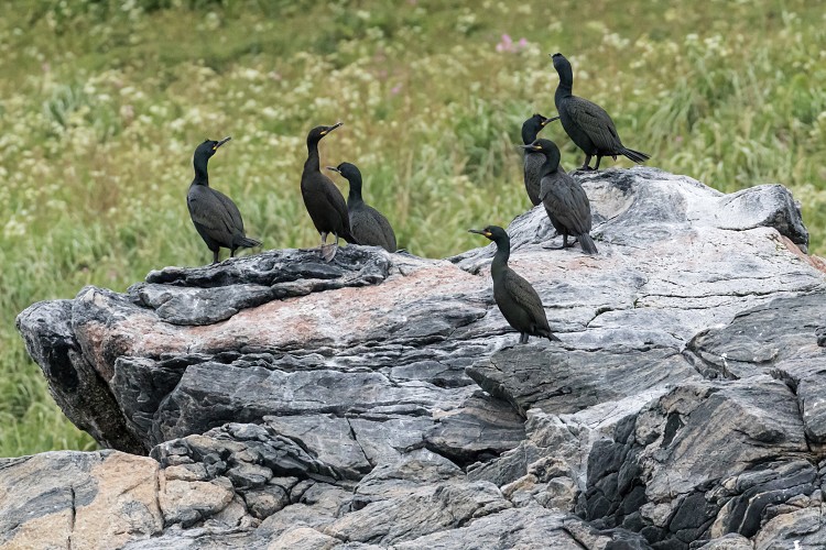 Cormorants