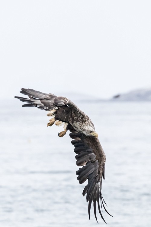White-tailed (sea) Eagle