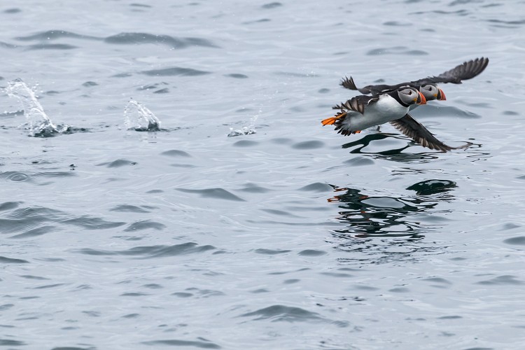 Puffins in flight