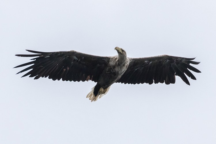 White-tailed (sea) Eagle