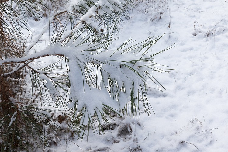 Snow-covered pine needles