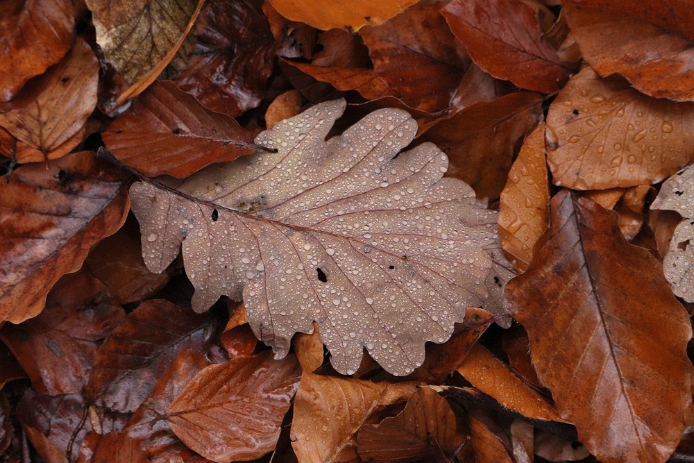 Philosopher's Walk, Heidelberg