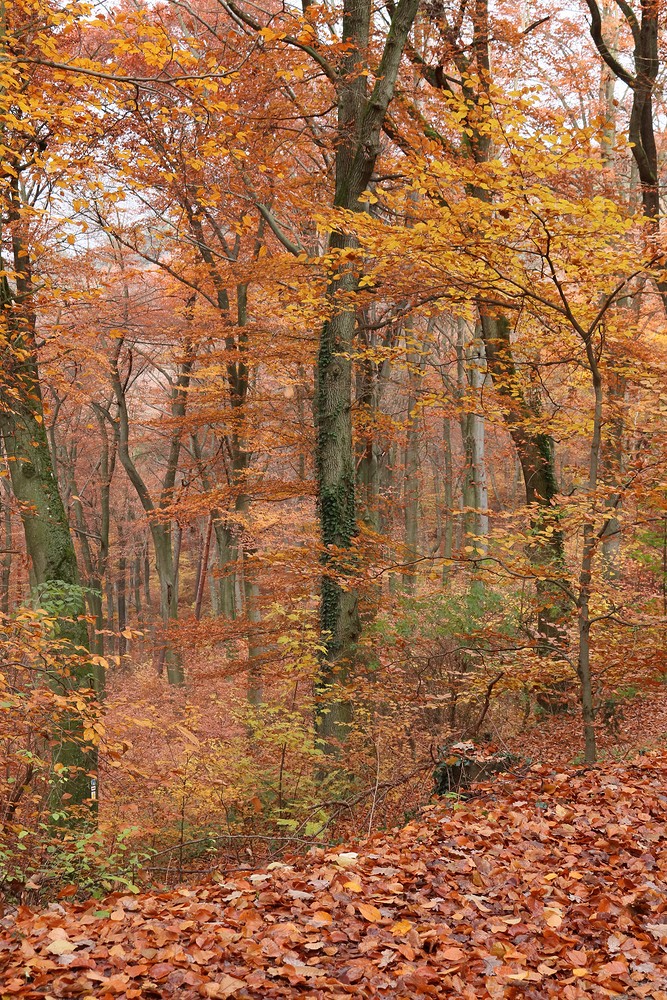 Philosopher's Walk, Heidelberg