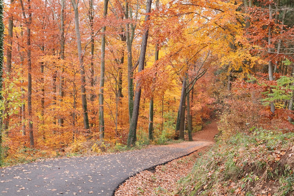 Philosopher's Walk, Heidelberg