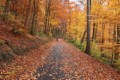 Philosopher's Walk, Heidelberg