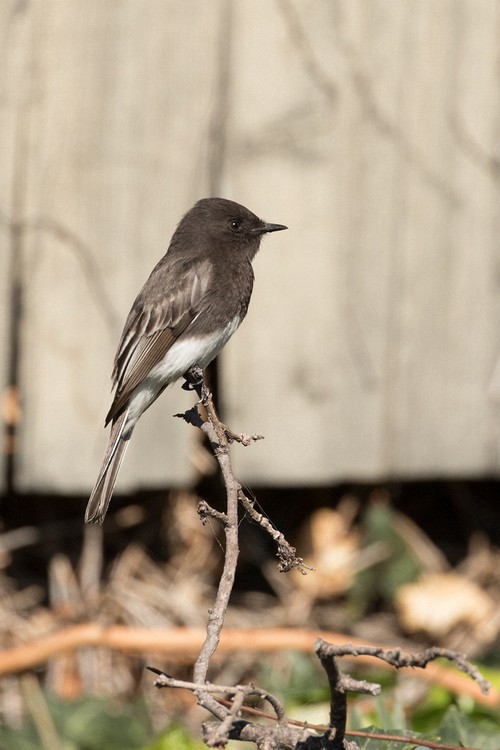 Black Phoebe