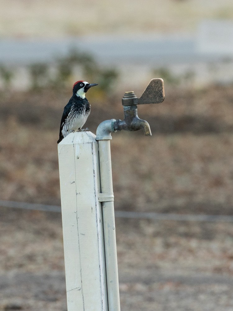 Acorn Woodpecker