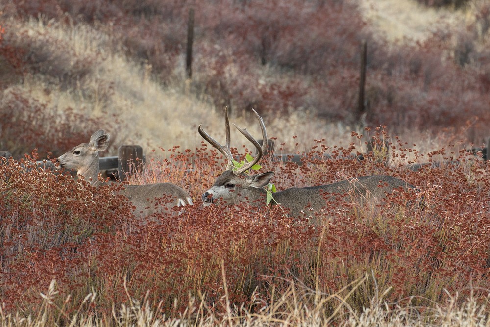 Young mule deer buck tries to impress a doe with his rack decorations