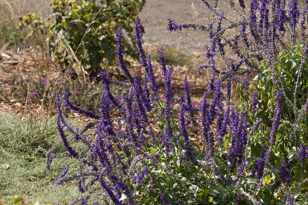 Mexican Sage