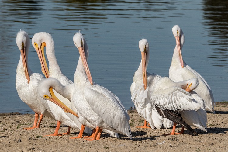 American White Pelicans