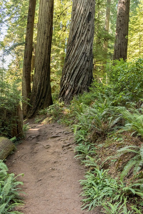 Cathedral Tree Trail