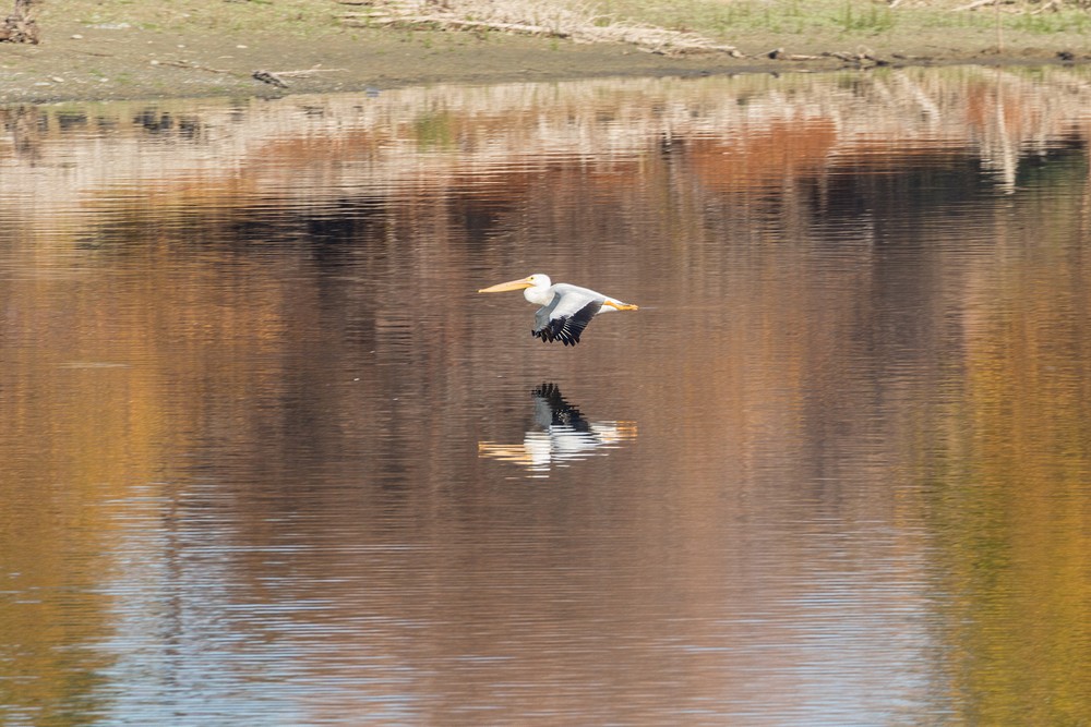 American White Pelican