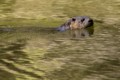 River Otter - Orick, California