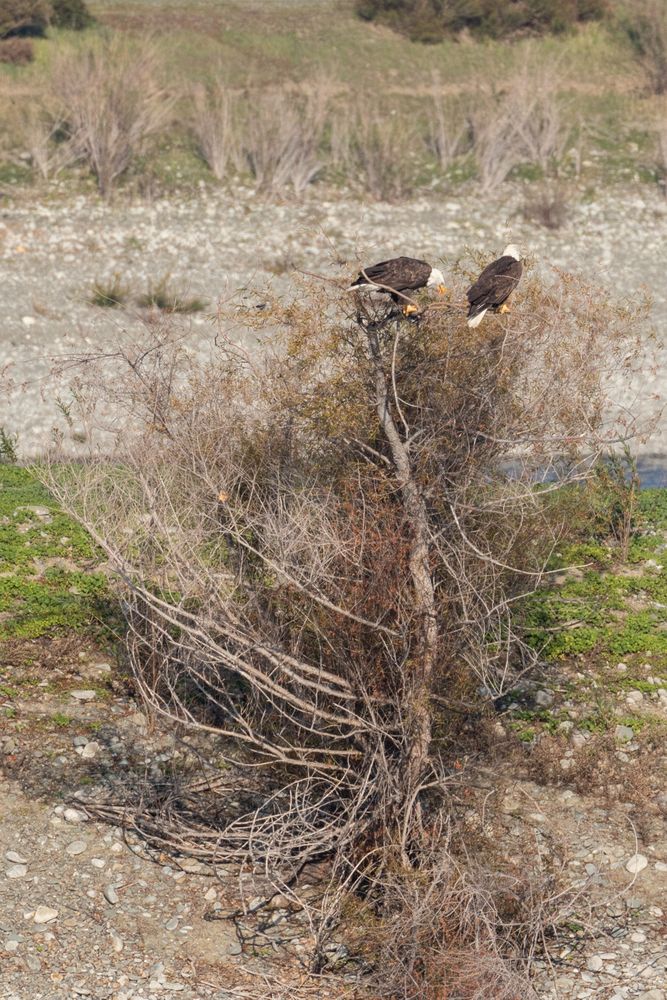 Bald Eagle pair