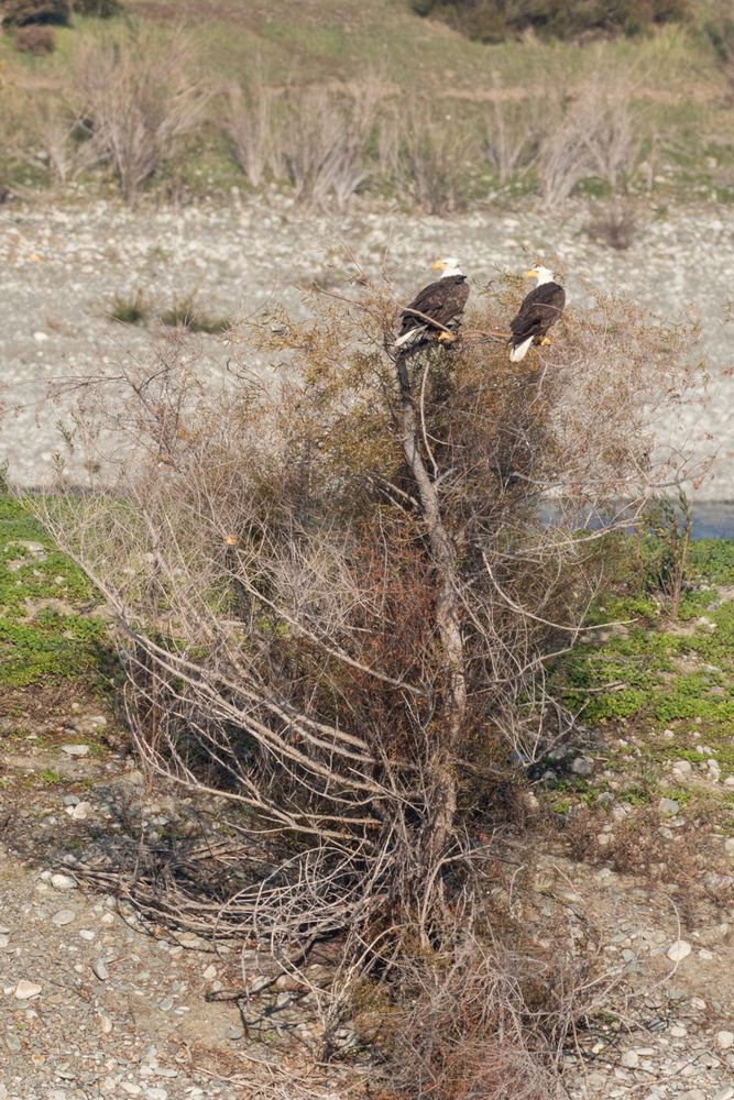 Bald Eagle pair