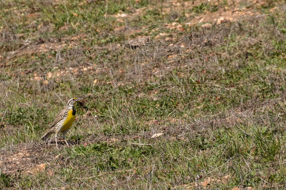 Western meadowlark (Sturnella neglecta)