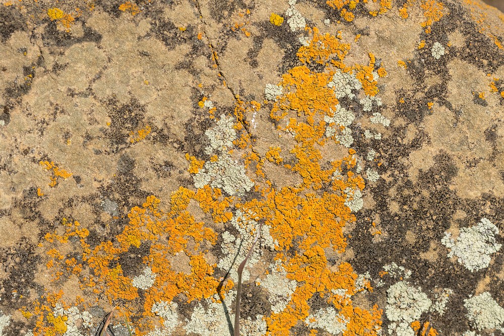 Lichen