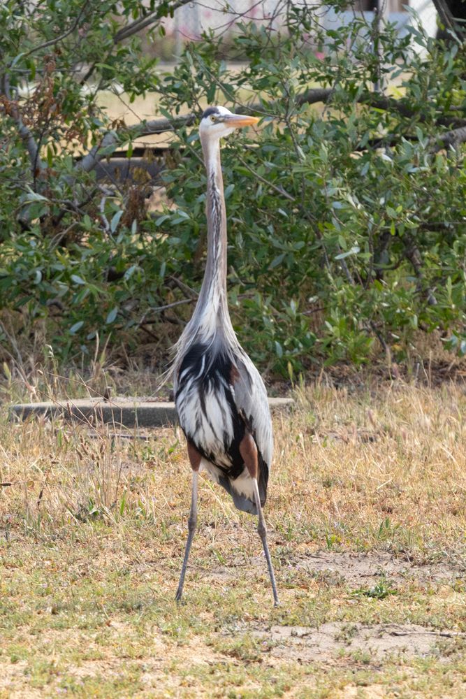Great Blue Heron