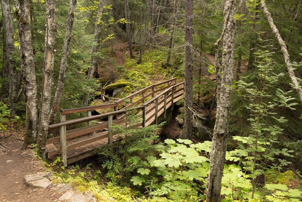 Lower Dewey Creek Trail