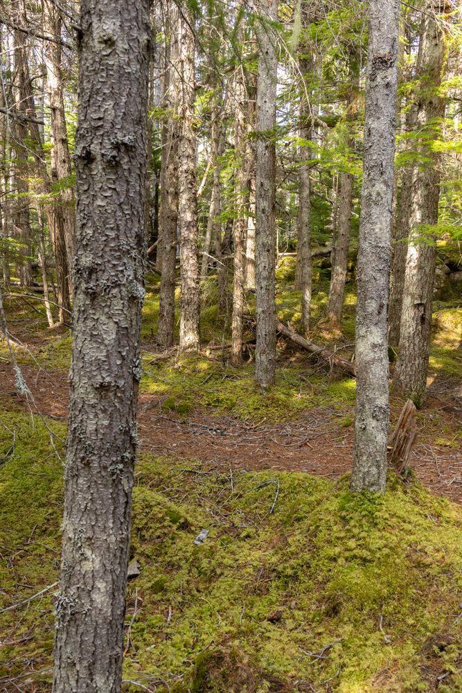Lower Dewey Creek Trail