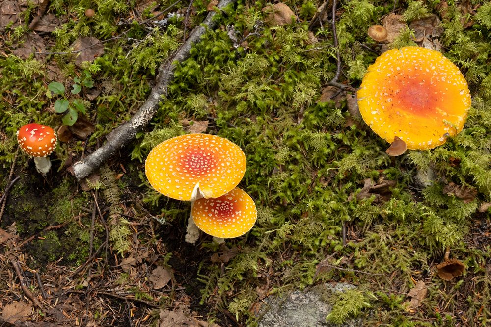 Mushrooms