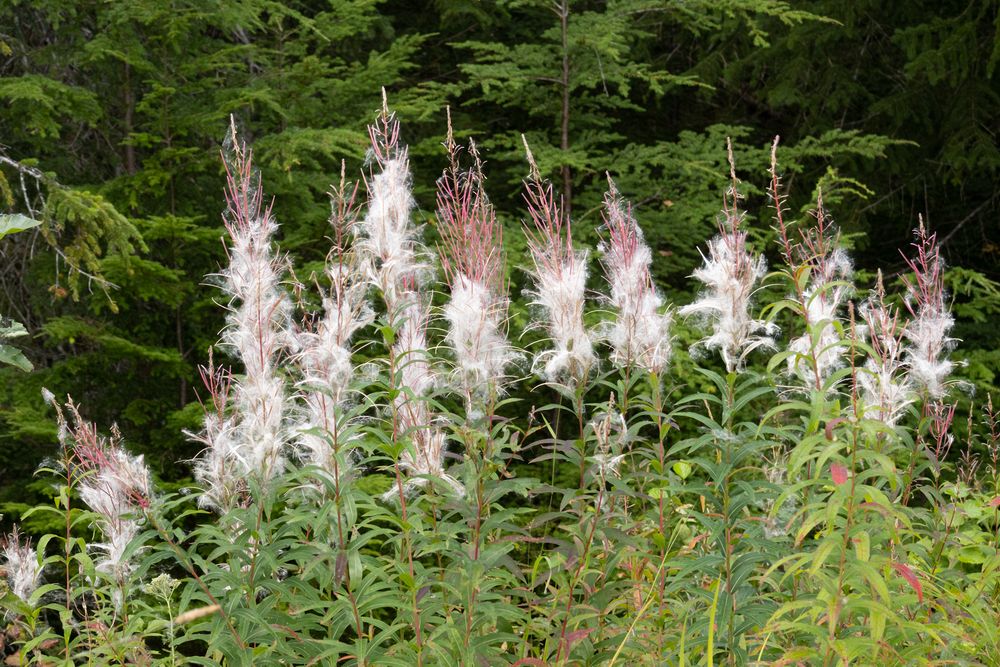 Fireweed