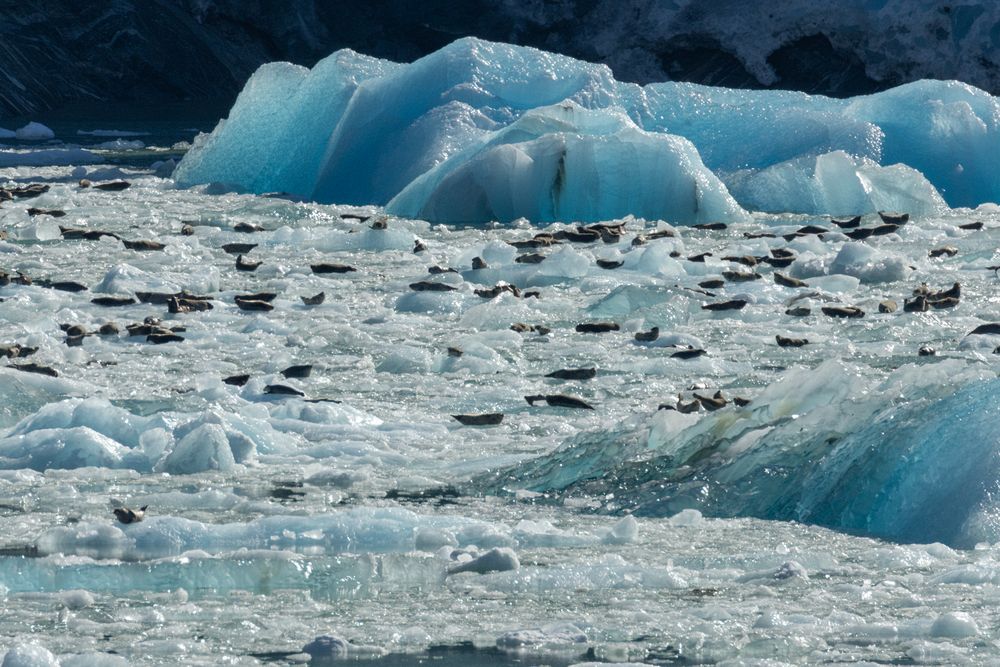 Harbor Seals on Ice
