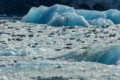 Harbor Seals on Ice