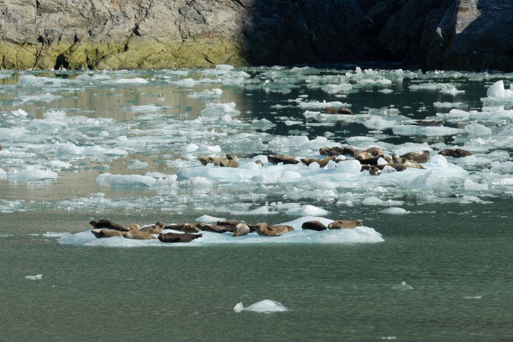 Harbor Seals on Ice