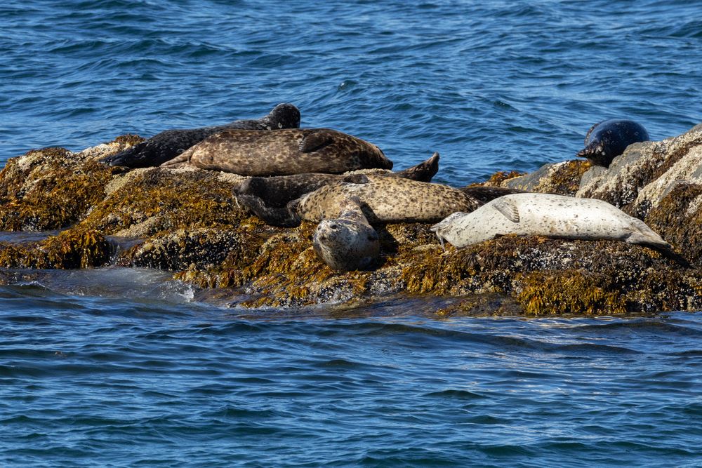 Harbor Seals